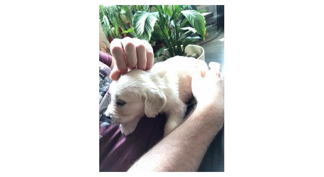 Щенки папийона (папильона) в питомнике Бон Плезир Щенки папийона (папильона) в питомнике Бон Плезир