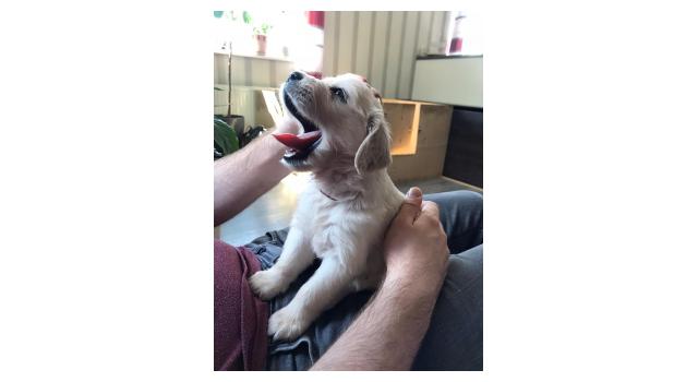 Щенки папийона (папильона) в питомнике Бон Плезир Щенки папийона (папильона) в питомнике Бон Плезир