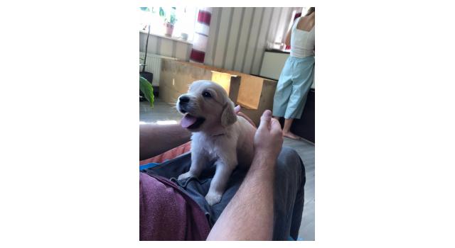 Щенки папийона (папильона) в питомнике Бон Плезир Щенки папийона (папильона) в питомнике Бон Плезир