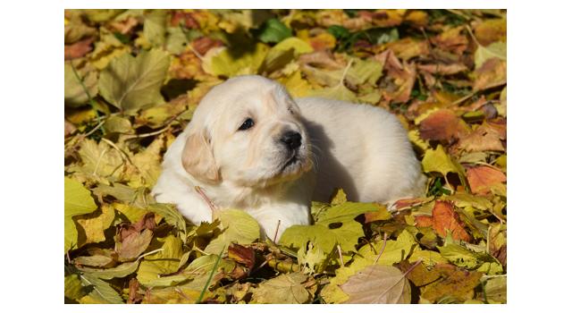 Щенки папийона (папильона) в питомнике Бон Плезир Щенки папийона (папильона) в питомнике Бон Плезир