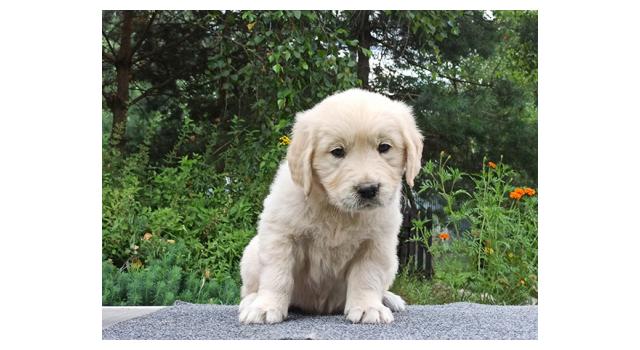 Щенки папийона (папильона) в питомнике Бон Плезир Щенки папийона (папильона) в питомнике Бон Плезир