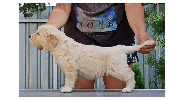 Щенки папийона (папильона) в питомнике Бон Плезир Щенки папийона (папильона) в питомнике Бон Плезир