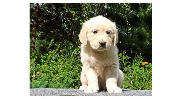 Щенки папийона (папильона) в питомнике Бон Плезир Щенки папийона (папильона) в питомнике Бон Плезир