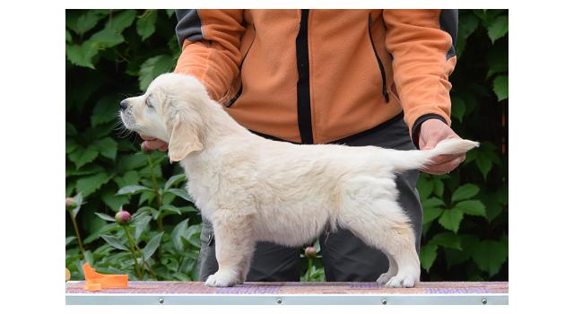 Щенки папийона (папильона) в питомнике Бон Плезир Щенки папийона (папильона) в питомнике Бон Плезир