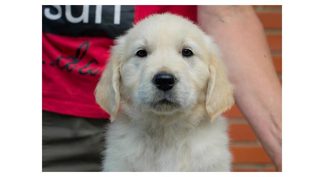 Щенки папийона (папильона) в питомнике Бон Плезир Щенки папийона (папильона) в питомнике Бон Плезир