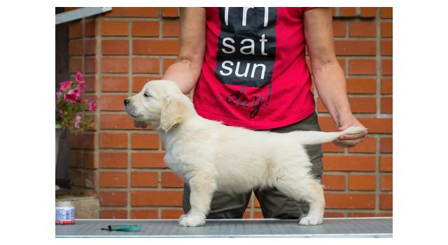 Щенки папийона (папильона) в питомнике Бон Плезир Щенки папийона (папильона) в питомнике Бон Плезир