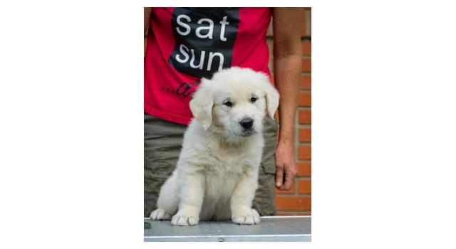 Щенки папийона (папильона) в питомнике Бон Плезир Щенки папийона (папильона) в питомнике Бон Плезир
