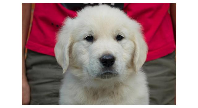 Щенки папийона (папильона) в питомнике Бон Плезир Щенки папийона (папильона) в питомнике Бон Плезир