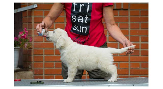 Щенки папийона (папильона) в питомнике Бон Плезир Щенки папийона (папильона) в питомнике Бон Плезир
