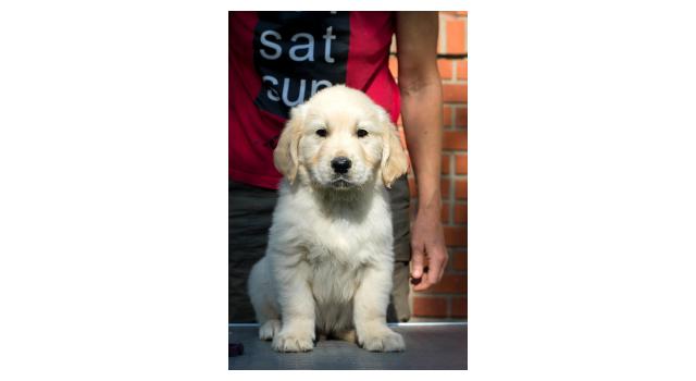 Щенки папийона (папильона) в питомнике Бон Плезир Щенки папийона (папильона) в питомнике Бон Плезир