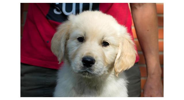 Щенки папийона (папильона) в питомнике Бон Плезир Щенки папийона (папильона) в питомнике Бон Плезир