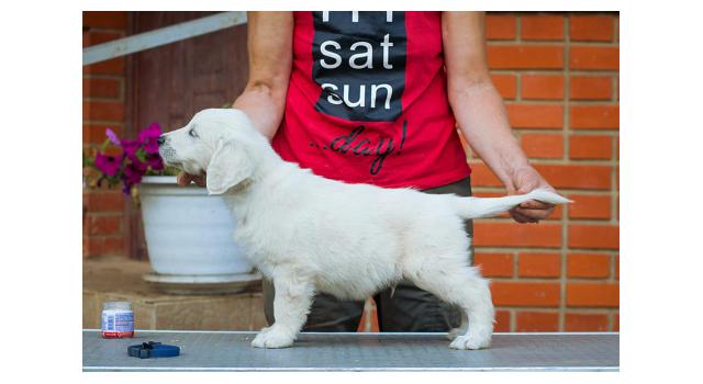 Щенки папийона (папильона) в питомнике Бон Плезир Щенки папийона (папильона) в питомнике Бон Плезир