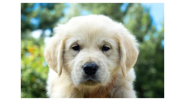 Щенки папийона (папильона) в питомнике Бон Плезир Щенки папийона (папильона) в питомнике Бон Плезир