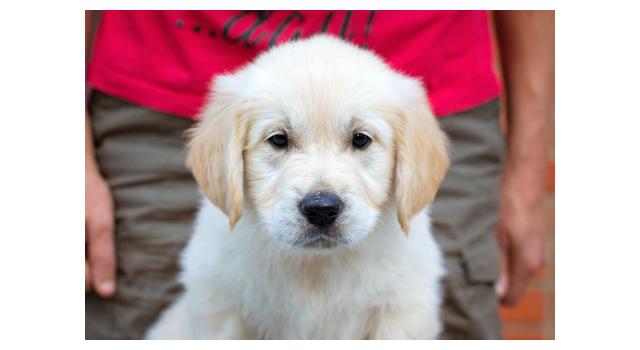 Щенки папийона (папильона) в питомнике Бон Плезир Щенки папийона (папильона) в питомнике Бон Плезир