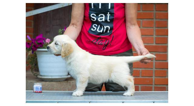 Щенки папийона (папильона) в питомнике Бон Плезир Щенки папийона (папильона) в питомнике Бон Плезир