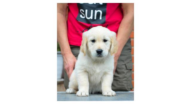 Щенки папийона (папильона) в питомнике Бон Плезир Щенки папийона (папильона) в питомнике Бон Плезир