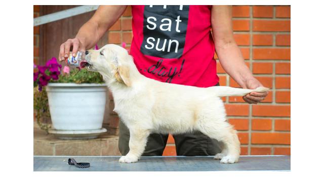 Щенки папийона (папильона) в питомнике Бон Плезир Щенки папийона (папильона) в питомнике Бон Плезир