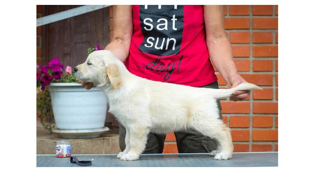 Щенки папийона (папильона) в питомнике Бон Плезир Щенки папийона (папильона) в питомнике Бон Плезир