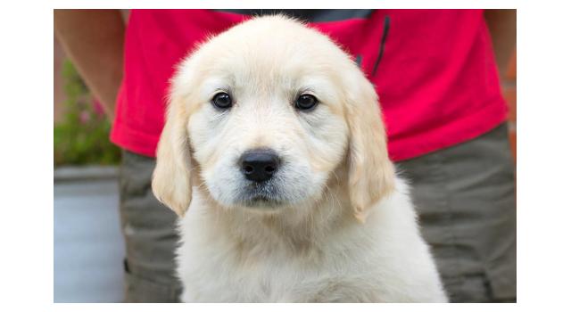 Щенки папийона (папильона) в питомнике Бон Плезир Щенки папийона (папильона) в питомнике Бон Плезир