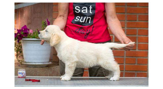 Щенки папийона (папильона) в питомнике Бон Плезир Щенки папийона (папильона) в питомнике Бон Плезир