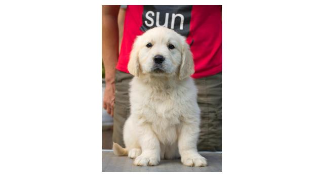 Щенки папийона (папильона) в питомнике Бон Плезир Щенки папийона (папильона) в питомнике Бон Плезир