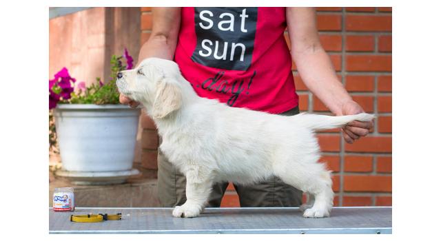 Щенки папийона (папильона) в питомнике Бон Плезир Щенки папийона (папильона) в питомнике Бон Плезир