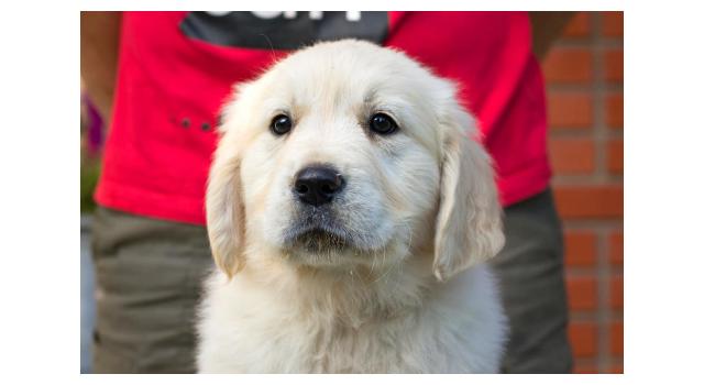 Щенки папийона (папильона) в питомнике Бон Плезир Щенки папийона (папильона) в питомнике Бон Плезир
