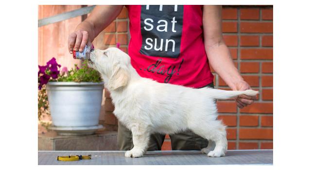 Щенки папийона (папильона) в питомнике Бон Плезир Щенки папийона (папильона) в питомнике Бон Плезир