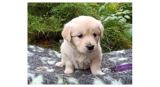 Щенки папийона (папильона) в питомнике Бон Плезир Щенки папийона (папильона) в питомнике Бон Плезир