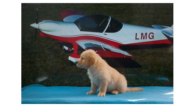 Щенки папийона (папильона) в питомнике Бон Плезир Щенки папийона (папильона) в питомнике Бон Плезир