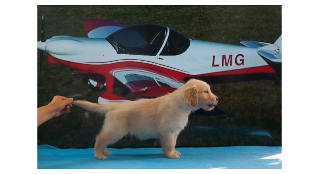 Щенки папийона (папильона) в питомнике Бон Плезир Щенки папийона (папильона) в питомнике Бон Плезир