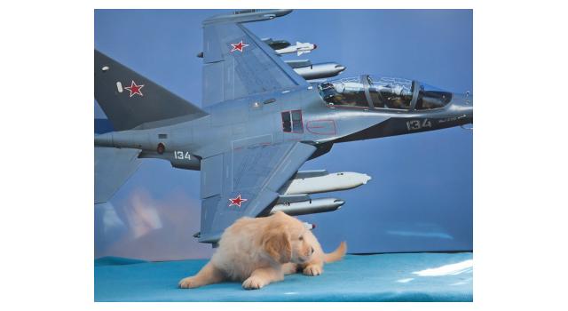 Щенки папийона (папильона) в питомнике Бон Плезир Щенки папийона (папильона) в питомнике Бон Плезир