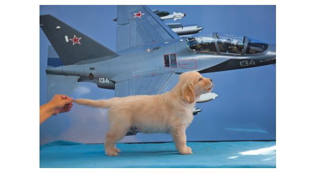 Щенки папийона (папильона) в питомнике Бон Плезир Щенки папийона (папильона) в питомнике Бон Плезир