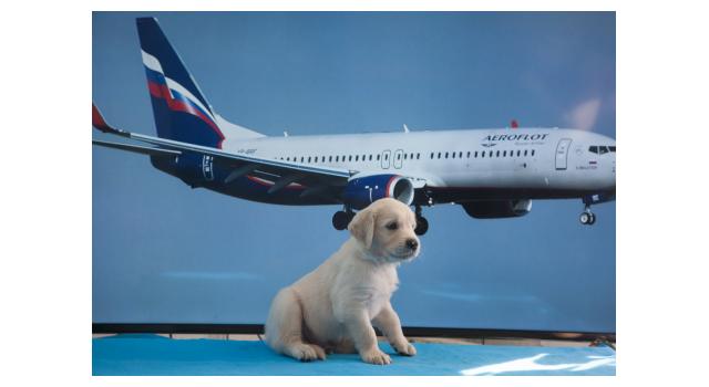 Щенки папийона (папильона) в питомнике Бон Плезир Щенки папийона (папильона) в питомнике Бон Плезир