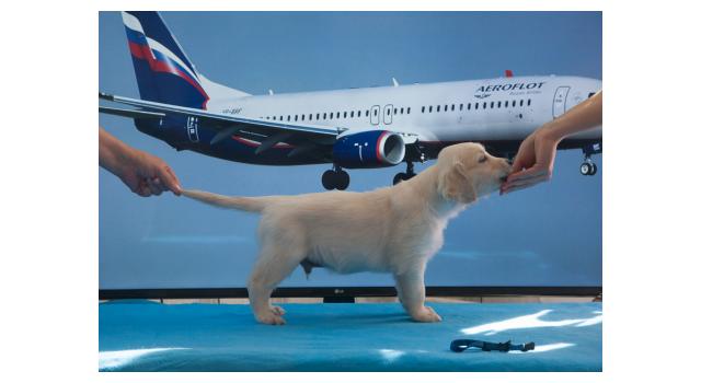 Щенки папийона (папильона) в питомнике Бон Плезир Щенки папийона (папильона) в питомнике Бон Плезир