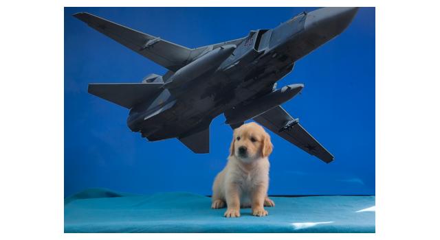 Щенки папийона (папильона) в питомнике Бон Плезир Щенки папийона (папильона) в питомнике Бон Плезир