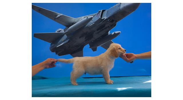 Щенки папийона (папильона) в питомнике Бон Плезир Щенки папийона (папильона) в питомнике Бон Плезир