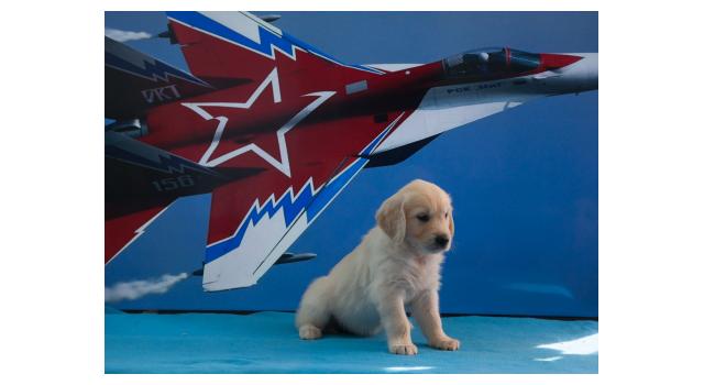 Щенки папийона (папильона) в питомнике Бон Плезир Щенки папийона (папильона) в питомнике Бон Плезир