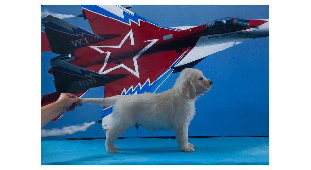 Щенки папийона (папильона) в питомнике Бон Плезир Щенки папийона (папильона) в питомнике Бон Плезир