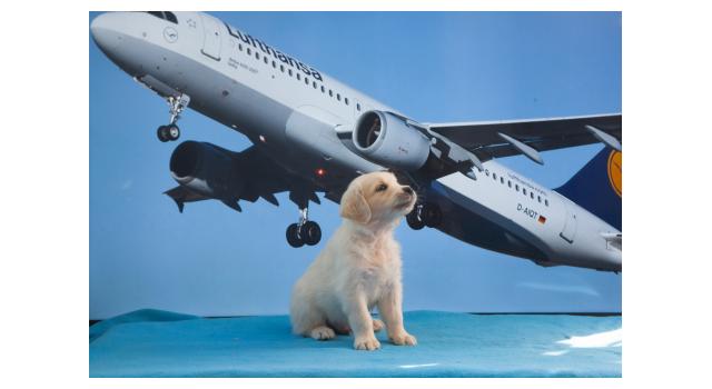 Щенки папийона (папильона) в питомнике Бон Плезир Щенки папийона (папильона) в питомнике Бон Плезир