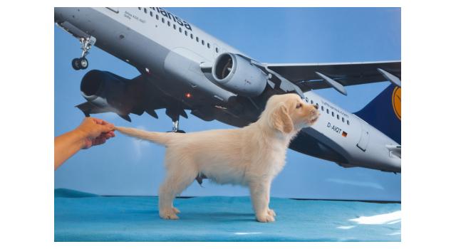 Щенки папийона (папильона) в питомнике Бон Плезир Щенки папийона (папильона) в питомнике Бон Плезир