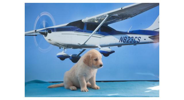 Щенки папийона (папильона) в питомнике Бон Плезир Щенки папийона (папильона) в питомнике Бон Плезир