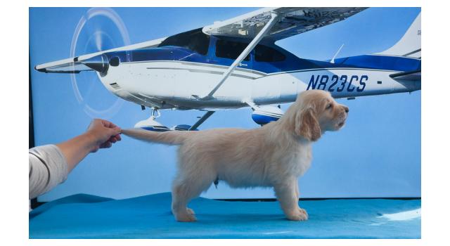 Щенки папийона (папильона) в питомнике Бон Плезир Щенки папийона (папильона) в питомнике Бон Плезир