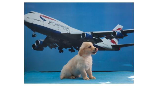 Щенки папийона (папильона) в питомнике Бон Плезир Щенки папийона (папильона) в питомнике Бон Плезир