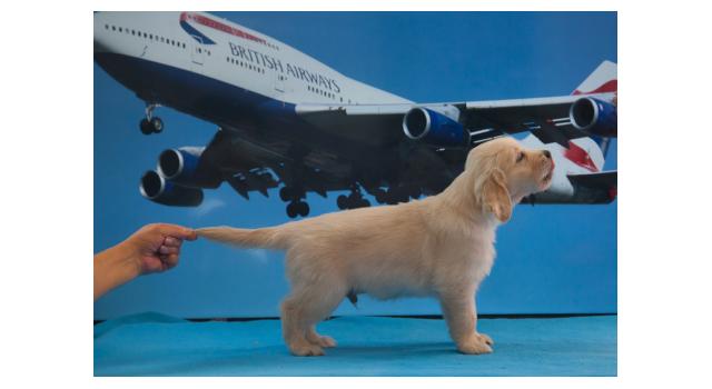 Щенки папийона (папильона) в питомнике Бон Плезир Щенки папийона (папильона) в питомнике Бон Плезир