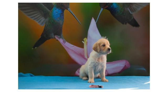 Щенки папийона (папильона) в питомнике Бон Плезир Щенки папийона (папильона) в питомнике Бон Плезир