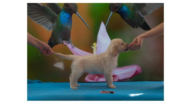 Щенки папийона (папильона) в питомнике Бон Плезир Щенки папийона (папильона) в питомнике Бон Плезир