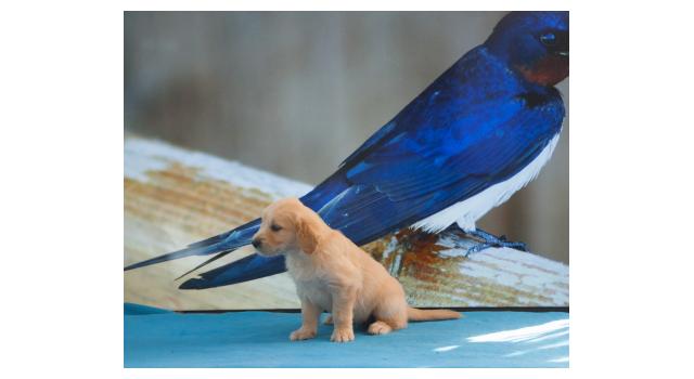 Щенки папийона (папильона) в питомнике Бон Плезир Щенки папийона (папильона) в питомнике Бон Плезир