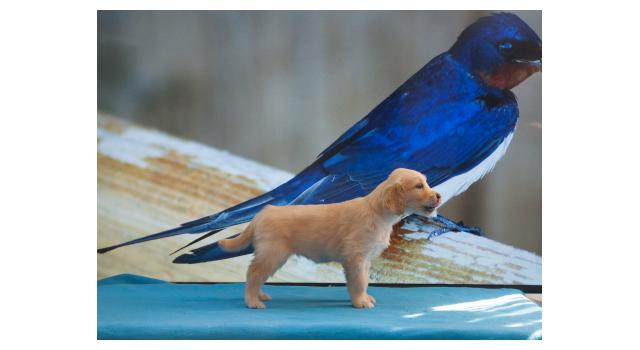 Щенки папийона (папильона) в питомнике Бон Плезир Щенки папийона (папильона) в питомнике Бон Плезир