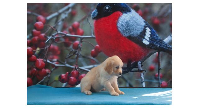 Щенки папийона (папильона) в питомнике Бон Плезир Щенки папийона (папильона) в питомнике Бон Плезир